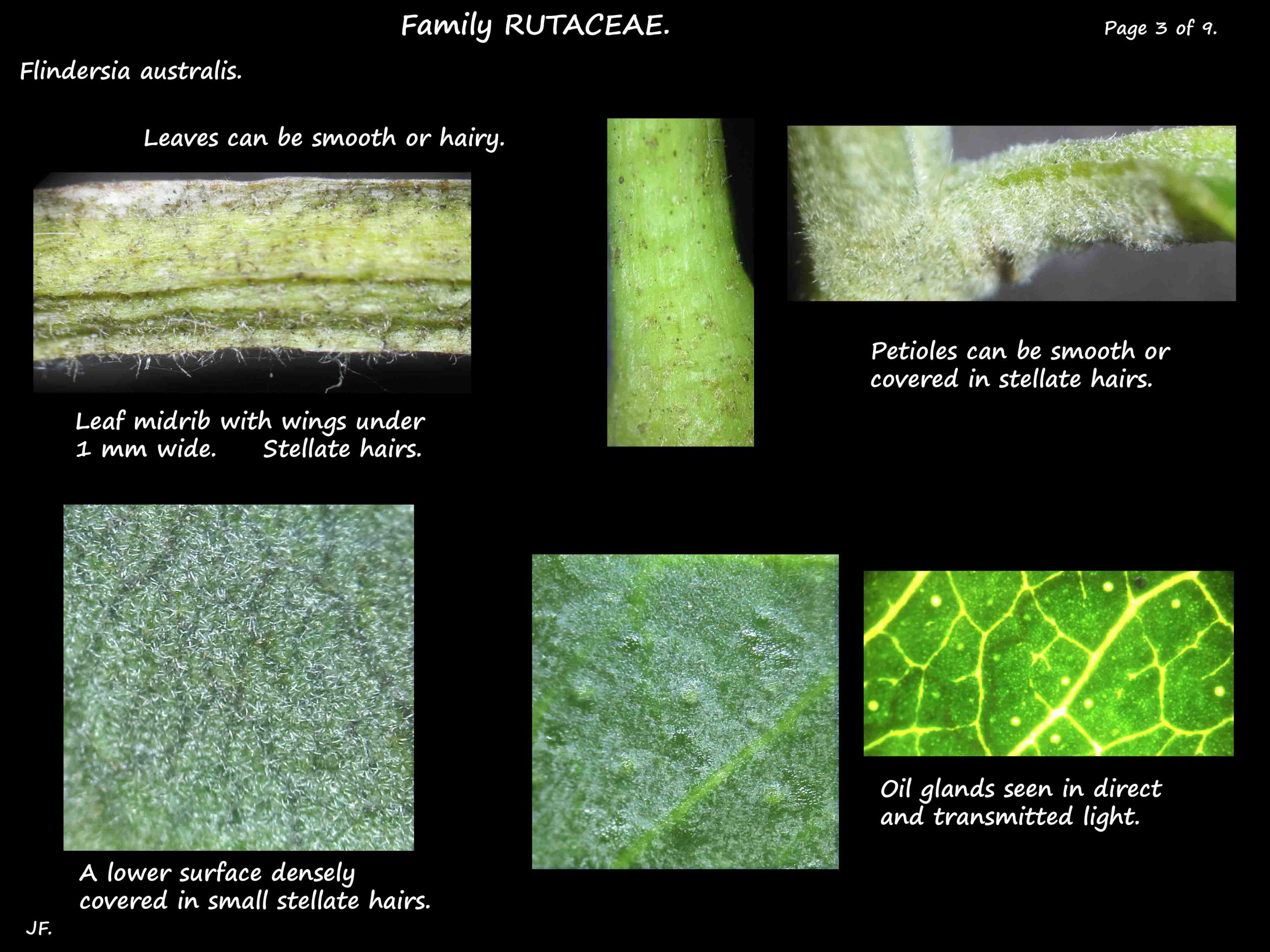 3 Flindersia leaf hairs